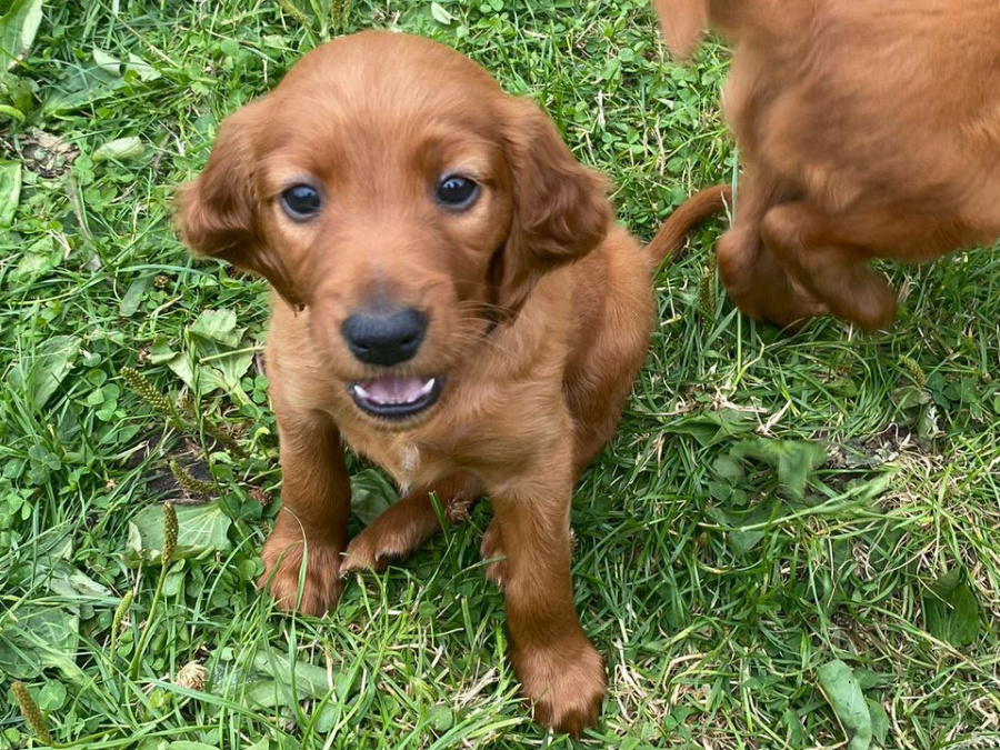 Irish Red Setter, IKC Reg... All ready for their forever homes! 2